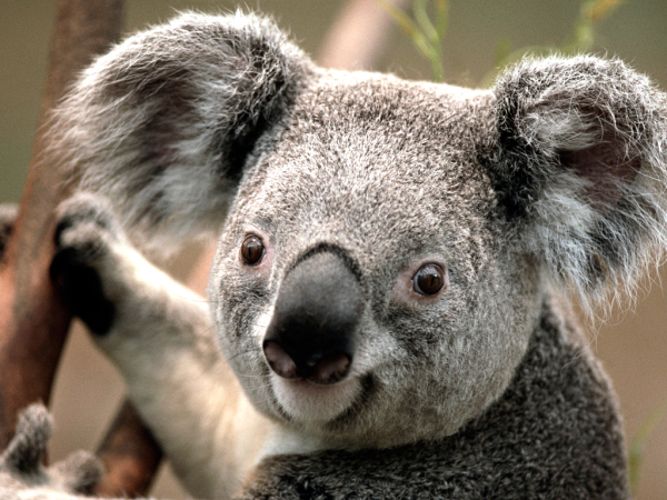 Koala-resized-600